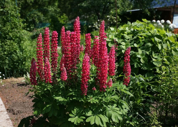 Высокие тенелюбивые многолетники