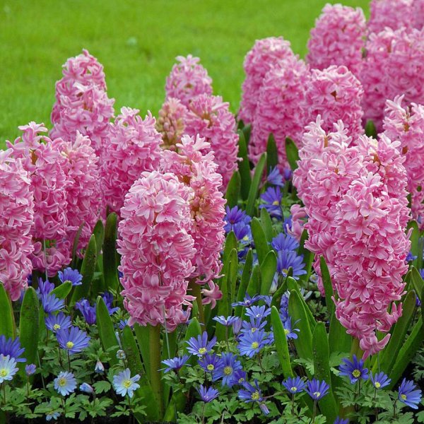 Pink Pearl гиацинт