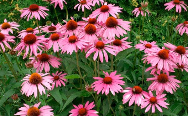 Садовые многолетники