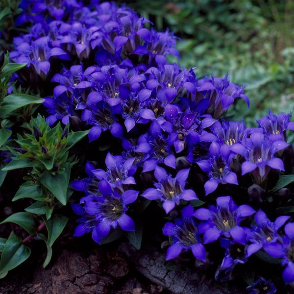 Горечавка семираздельная - Gentiana septemfida.