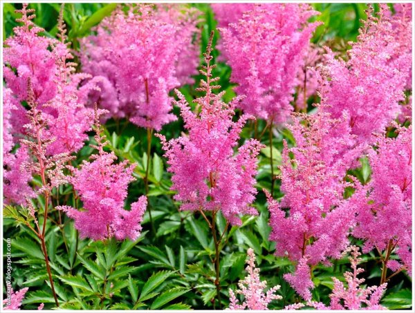 Астильба розовая