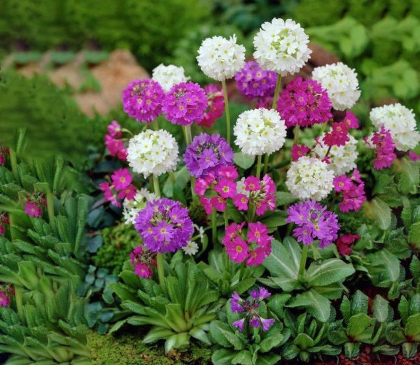 Гвоздика турецкая Диабунда