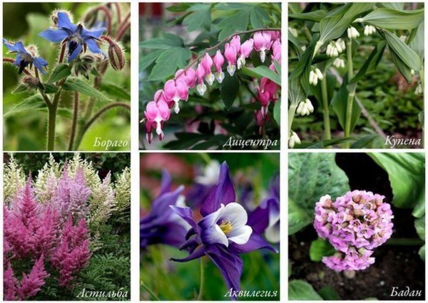 Астильба китайская pumila