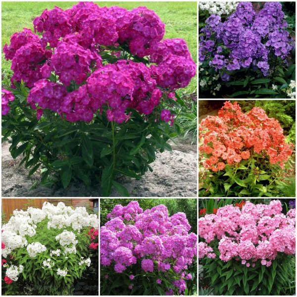 Гвоздика Садовая Баэнигна