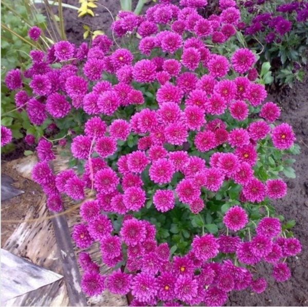 Хризантема корейская Бархан