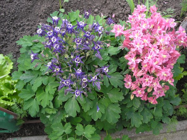 Примула бесстебельная