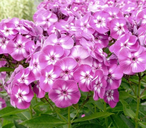 Летнецветущие многолетники