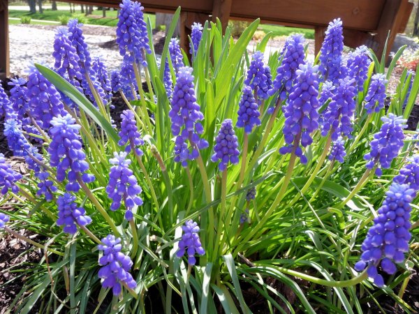 Лиатрис колонковидный