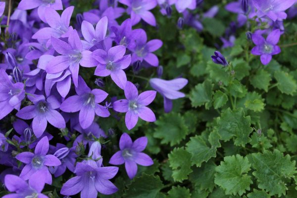 Астра однолетняя фиолетовая