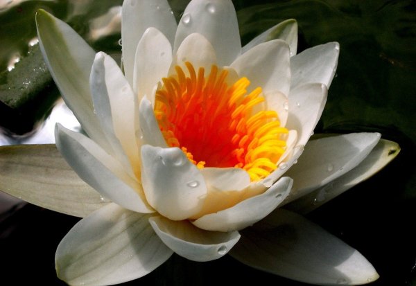 Древнеегипетский Лотос водяная Нильская Лилия