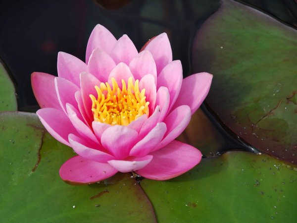 Лотос кувшинка водяная Лилия