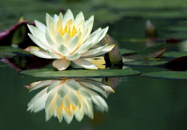 Кувшинки Лотос цветы лотоса