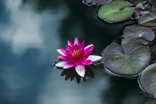 Рео Ладья Моисея цветок