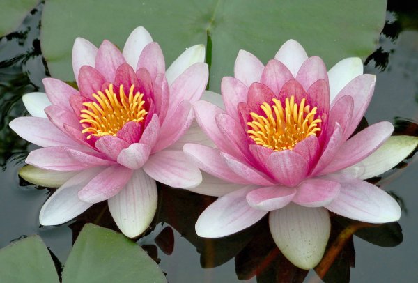 Лотус растение кувшинка