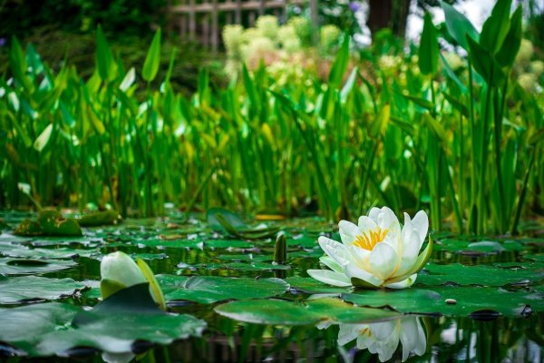 Лилии кувшинки