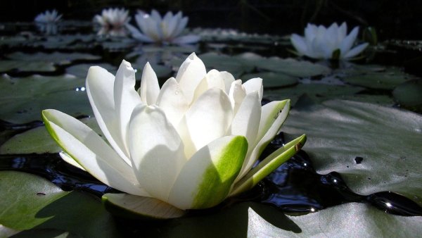 Лотос кувшинка водяная Лилия