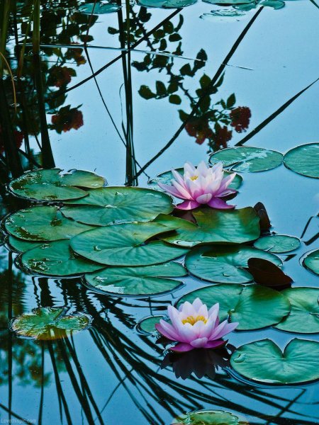 Нимфея Лотос