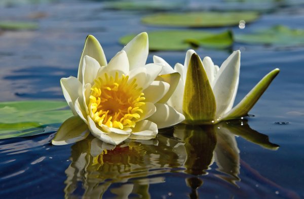 Лотос кувшинка водяная Лилия