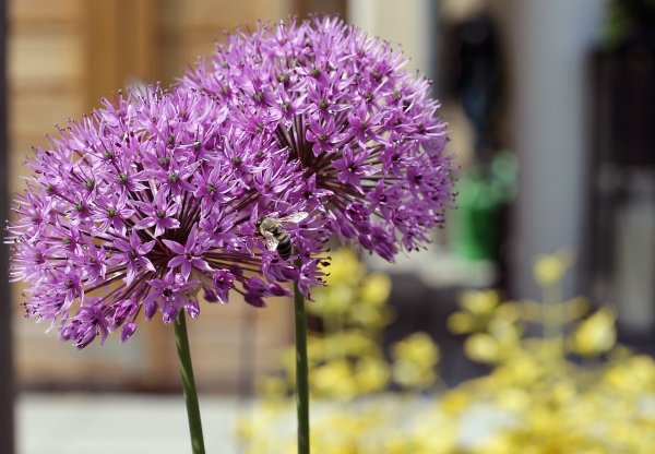Allium сера