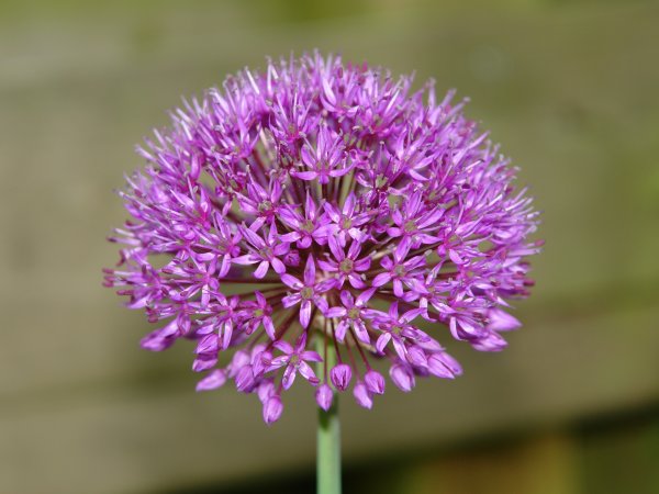 Аллиум (Allium) giganteum