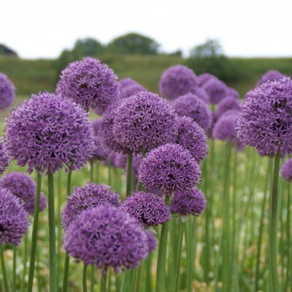Allium Gladiator Allium 'Gladiator'-аллиум Гладиатор