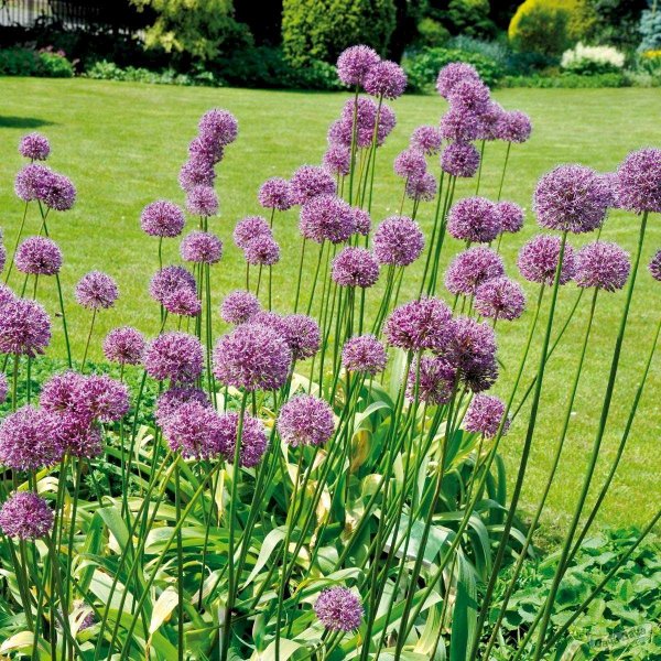 Аллиум афлатунский (Purple Sensation)