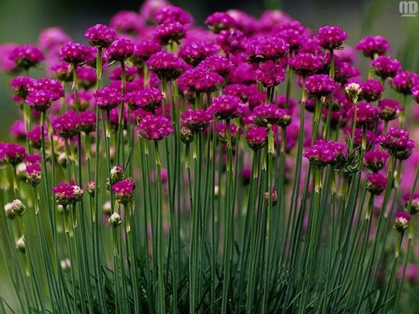 Allium pumilum