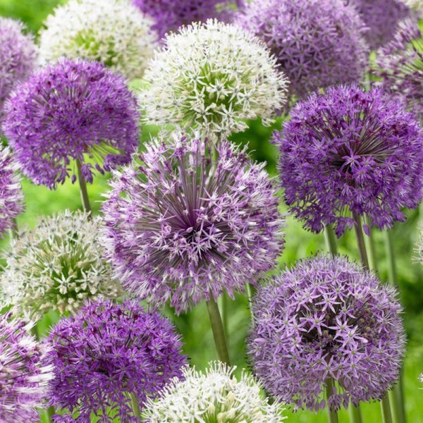 Лук хорошенький Allium pulchellum