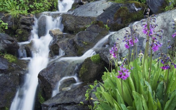 Растения возле водопада