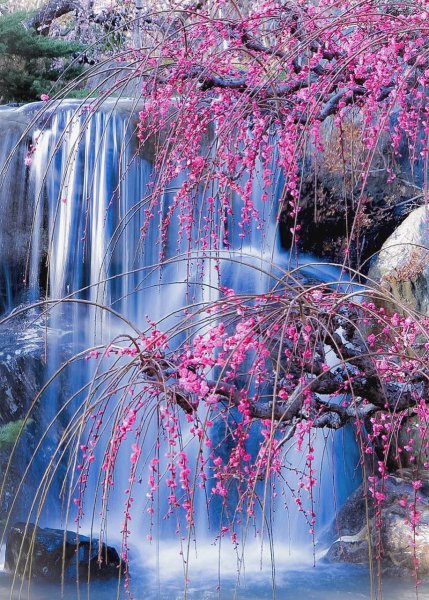 Водопад цветы