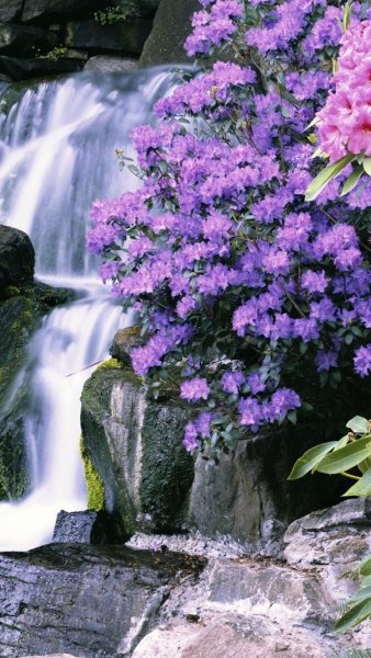 Рододендрон в горах Монти-Сибиллини