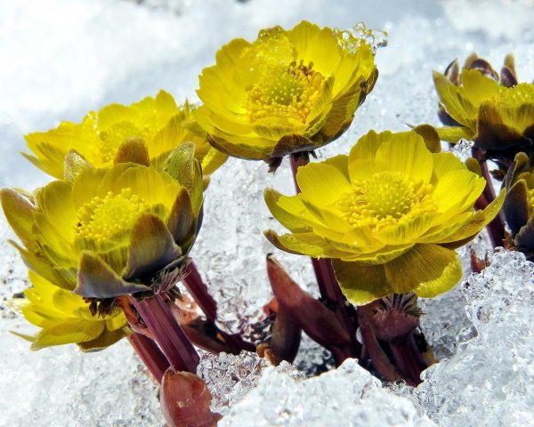 Адонис Амурский (Подснежник)