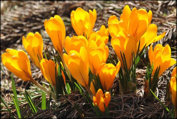 Желтые первоцветы крокусы