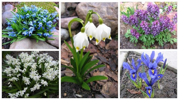 Мелколуковичные многолетники