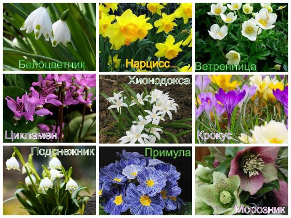Цветы первоцветы названия