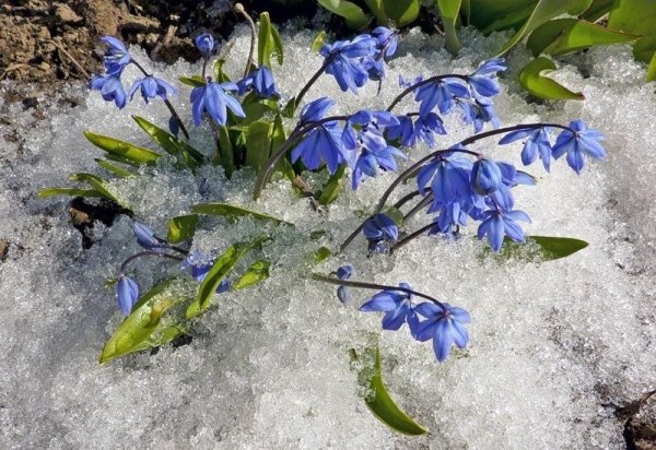 Голубая пролеска