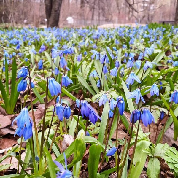 Пролеска Крокус Галантус