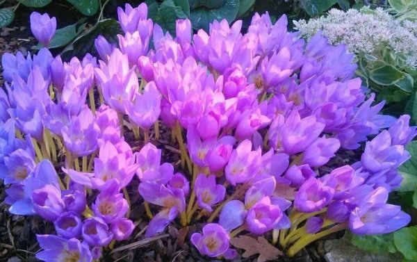 Безвременник весёлый