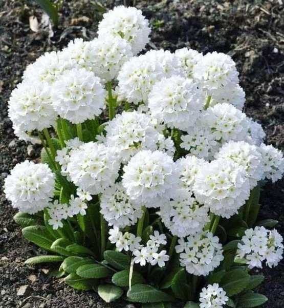 Примула мелкозубчатая Уайт