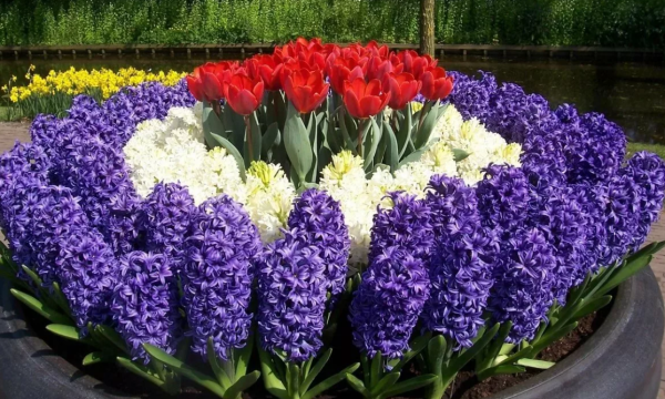 Крокусы и гиацинты