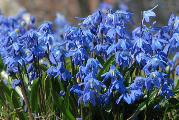 Сцилла Сибирская