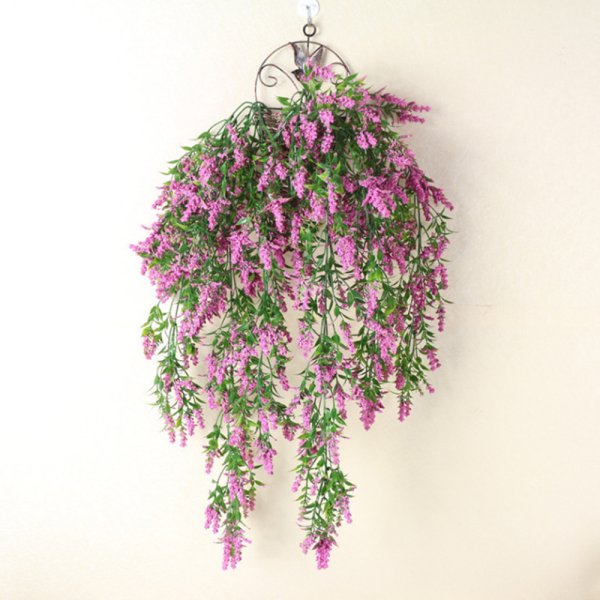 Ампельные комнатные растения