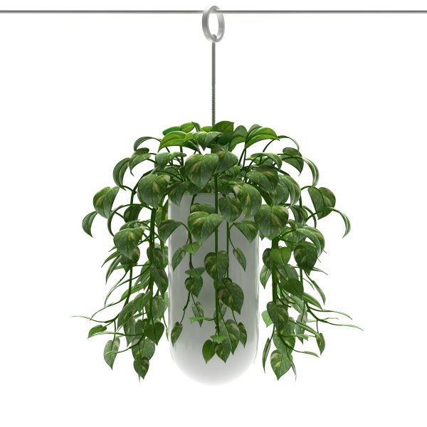 Цветок Trixie ампельные