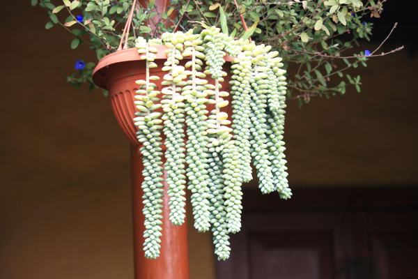 Ампельные Суккуленты