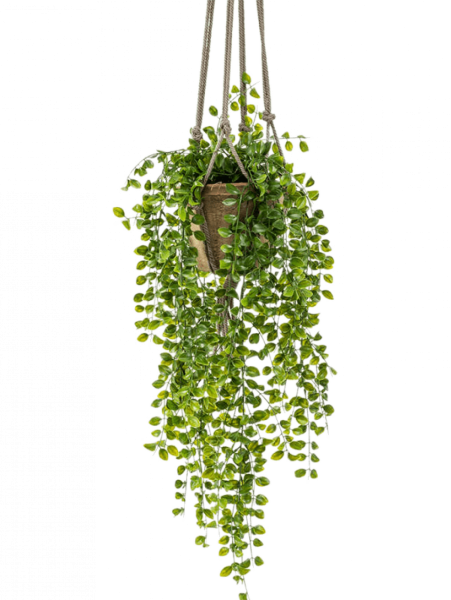 Фокус пумпила ампельный