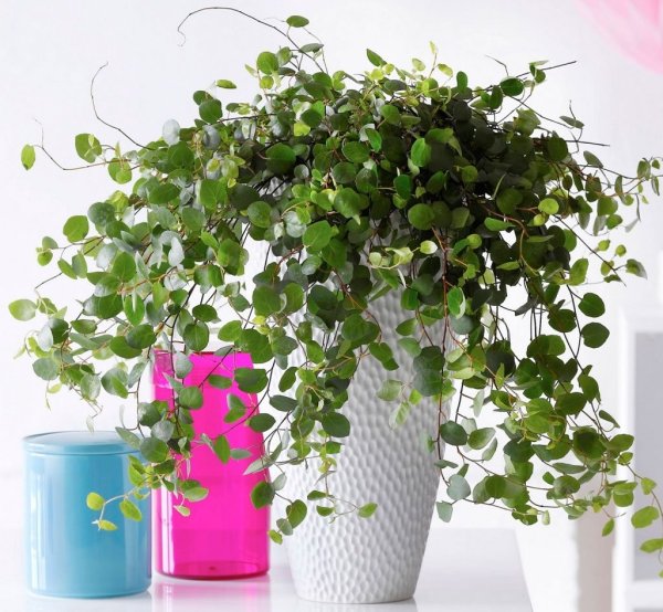 Свисающие растения живые