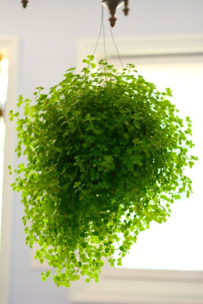 Фуксия крупноцветковая ампельная