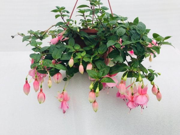 Будра плющевидная ампельная