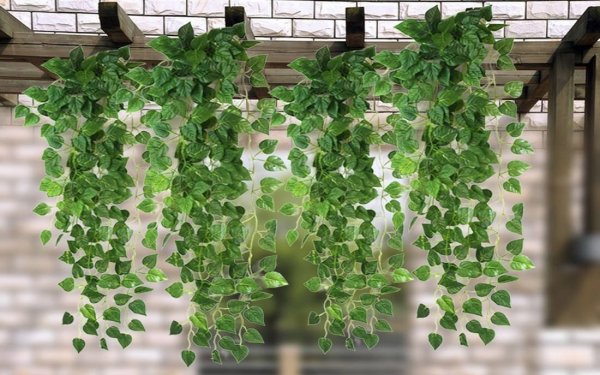 Крестовник (сенецио) Роули