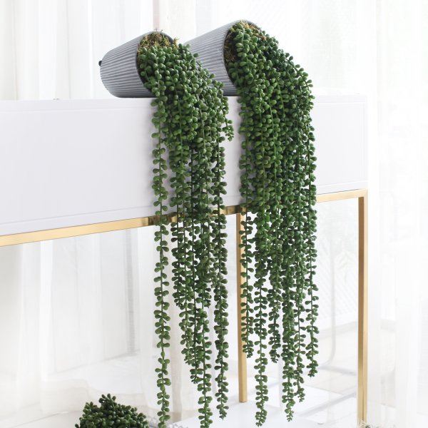 Лиана Эпипремнум